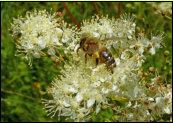 Filipendula ulmaria, Mdesss. Die Blten wurden zum Aromatisieren von Wein und Met verwendet, daher auch der Name 'Mead wort', Herkunft mglicherweise 'Met-Ssse'. Der ssslich-herbe Geschmack scheint der Biene zuzusagen. 