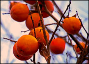 Kaki (Diospyros kaki) - nicht alltglich in unserer Gegend: Jedes Jahr trgt dieser Baum in Oberrieden hunderte von Frchten, die im November bis Dezember reifen. Orange leuchtende voradventzeitliche Christbaumkugeln!