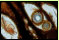 In eine Frhholzpore des Ulmenholzpfahls sind zwei Wrzelchen einer Wasserpflanze eingewachsen, sie zeigen die Struktur konzentrischer Zellringe 