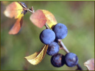 Die reifen Frchte des Schlehdorns, Prunus spinosa, warten auf den ersten Frost, damit sie geniessbar werden