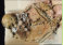 Vor rund 7200 Jahren wurde dieser Mensch, geschmckt mit vielen Tierzhnen (hier berzeichnet), bestattet. Organik und Hozreste konnten bestimmt werden.     Foto: Brandenburgisches Landesamt fr Denkmalpflege