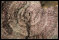Querschnitt eines Wacholderzweiges, verkohlt in einem Feuer der Altsteinzeit