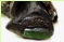 Ein vollstndig erhaltenes Beil, Schftung aus Eichenholz, Geweihzwischenfutter fixiert mit Lindenbaststreifen, eingesetzte Klinge aus Nephrit (?)
