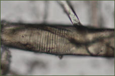 Alnus sp., Erle. Versteinertes Gefssfragment mit leiterfrmiger Durchbrechung. Bilzingsleben (D)