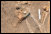 Der wunderschn gearbeitete Dolch in Fundlage, mit Leinengeweberest auf der Klinge und goldenen Applikationen (Bild zVg.)