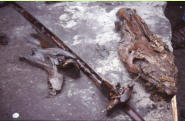 Schninger Speer in Fundlage mit Resten der Jagdbeute, Pferdeknochen
