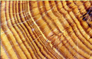 Querschnitt von Pinus sylvestris, Dttnau/ZH, schmale Jahrringsequenz durch Ausbruch des Laachersee-Vulkanes vor 13'070 Jahren