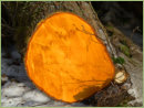 Der Querschnitt einer frisch gefllten Erle leuchtet in krftiger oranger Farbe. Nebenbei: Wie alt wurde der Baum?