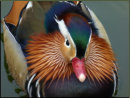 Im grauen November eine wunderbare Farbenpracht im Gefieder der Mandarin-Ente (Hannover, 22.11.2013)