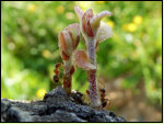 An Jungtrieben der Steineiche (Quercus ilex) haben sich Blattluse angesiedelt, Ameisen melken diese am frhen Morgen auf Elba