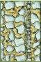 Der Mikroschnitt des Fhrenholzes verdeutlicht den biologischen Abbau: Die Sekundrzellwnde (gelbe Substanz) haben sich von der Primrwand gelst und sind kollabiert