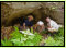 Eingang zur Henderbalm. Hier wurden ber 11'000 Jahre alte Steinbockknochen gefunden, sie gehren zu den ltesten nacheiszeitlichen Tierknochen im Muotatal. Bild aus W. Imhofs Buch: Die ersten Muotataler