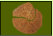 Eine fossile Stammscheibe ist fr die Winterausstellung auf dem Sntisgipfel vorgesehen, die Holzartenbestimmung ergab Abies alba, Tanne