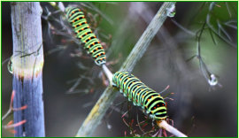 Zwei 'Rebliraupen' am Braunen Fenchel. Es sind die Larven von Papilio machaon, dem Schwalbenschwanz