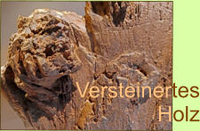 Versteinertes Holz