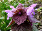 Einer der ersten Frhlingboten im Garten: die Ackertaubnessel, Lamium purpureum