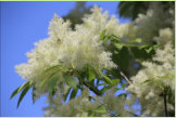 Im April blht Fraxinus ornus, die Blumenesche, auf der Insel Elba. ber dem ganzen Gebiet liegt der ssse Duft dieser Blten